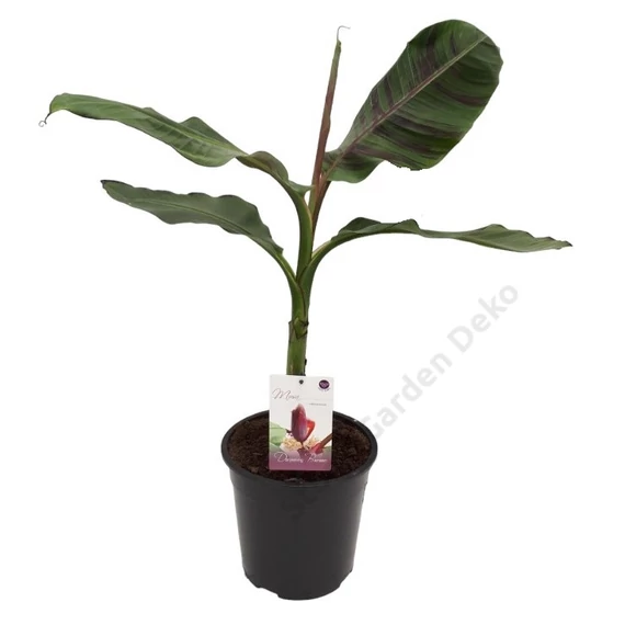 Musa sikkimensis Red Tiger