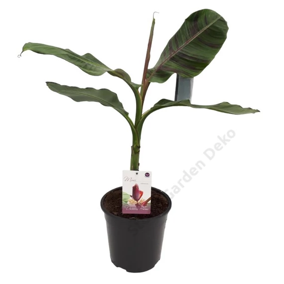Musa sikkimensis Red Tiger