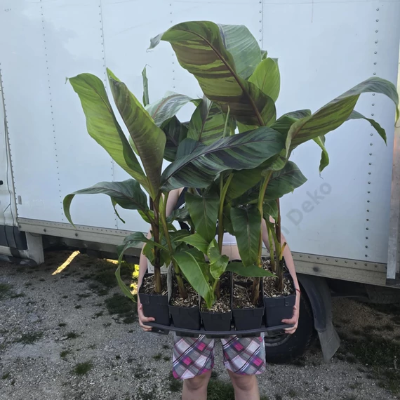 Musa sikkimensis Ever Red