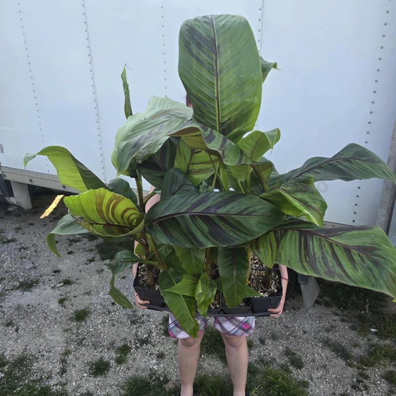 Musa sikkimensis Ever Red