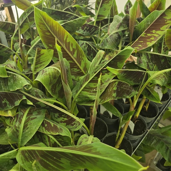 Musa sumatrana Zebrina