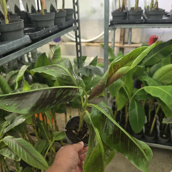 Musa sumatrana Zebrina