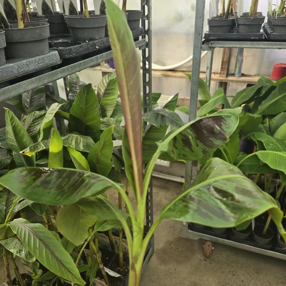 Musa sumatrana Zebrina