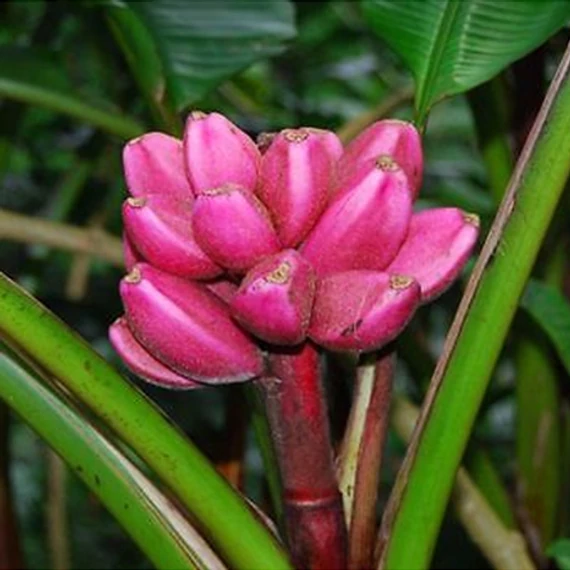 Musa velutina Pink