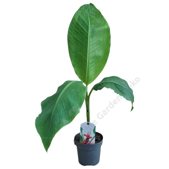 Musa velutina Pink