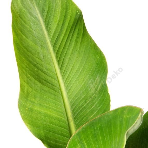 Musella lasiocarpa