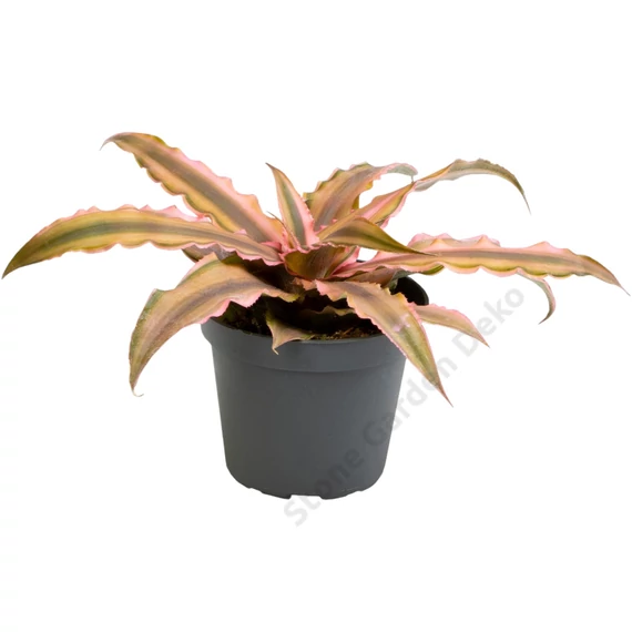 Cryptanthus pink Star