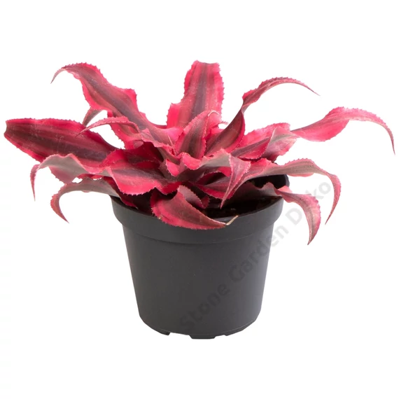 Cryptanthus super Pink