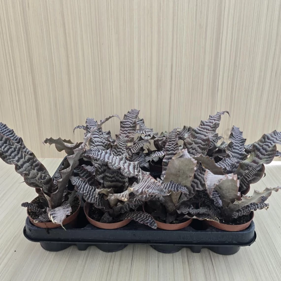 Cryptanthus zonatus