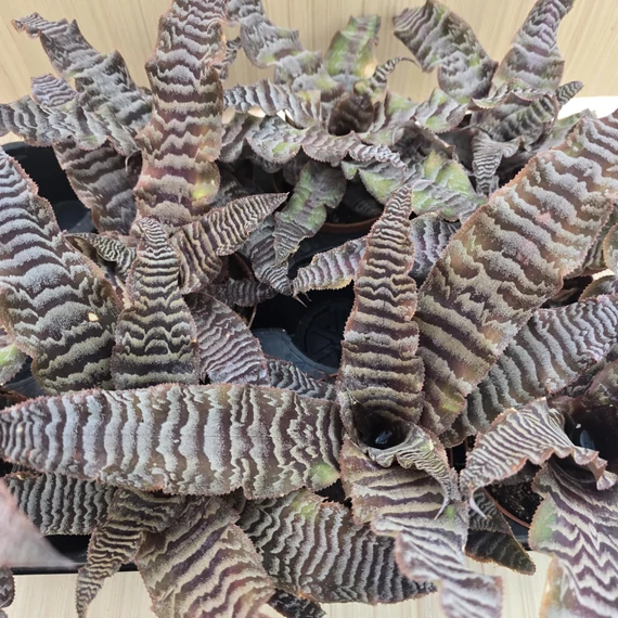 Cryptanthus zonatus