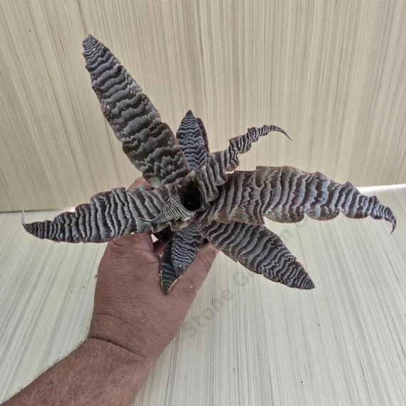 Cryptanthus zonatus