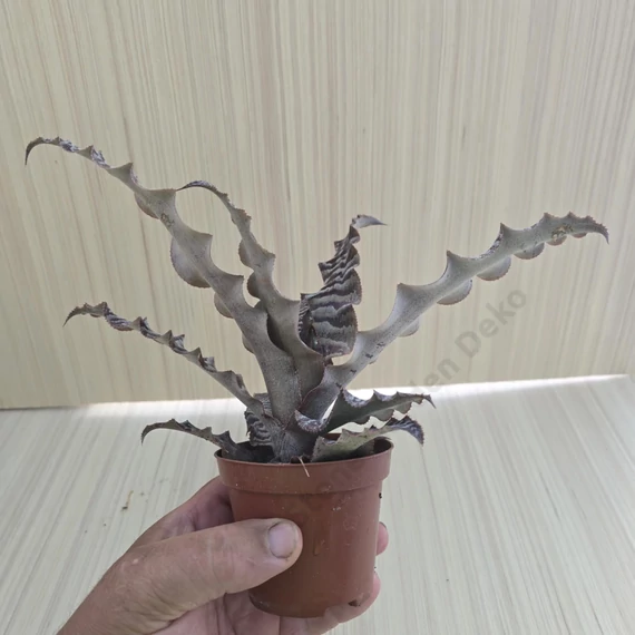 Cryptanthus zonatus
