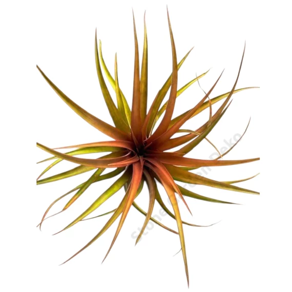 Tillandsia Capitata Orange