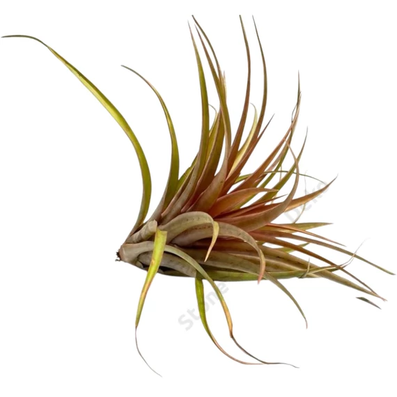 Tillandsia Capitata Orange