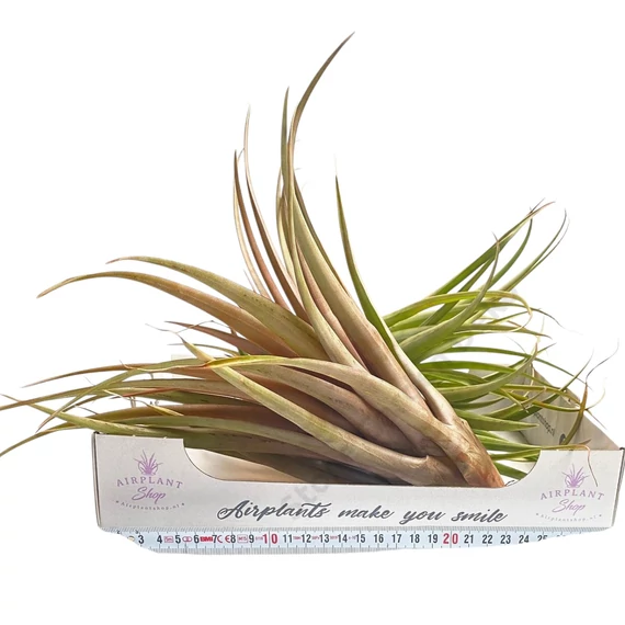 Tillandsia Capitata Orange