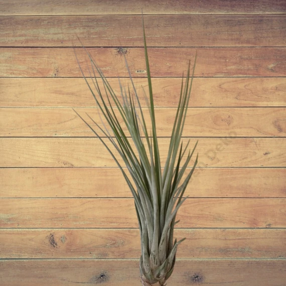 Tillandsia Juncea