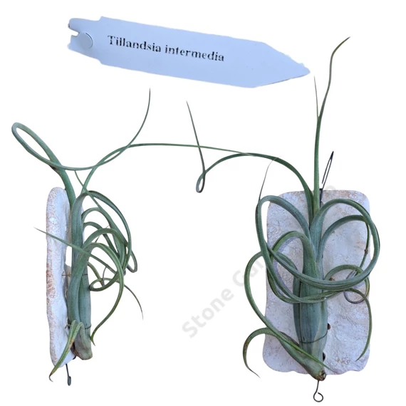 Tillandsia kerámialapra erősítve