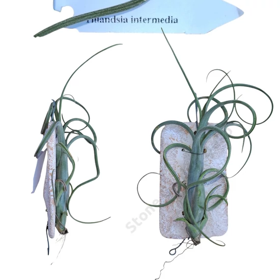 Tillandsia kerámialapra erősítve