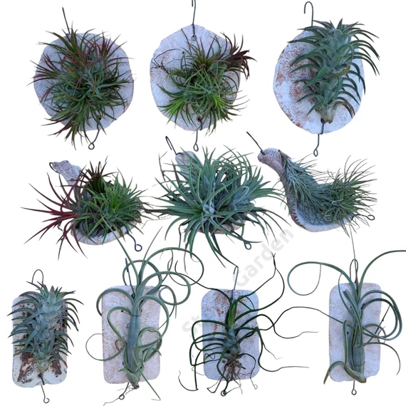 Tillandsia kerámialapra erősítve