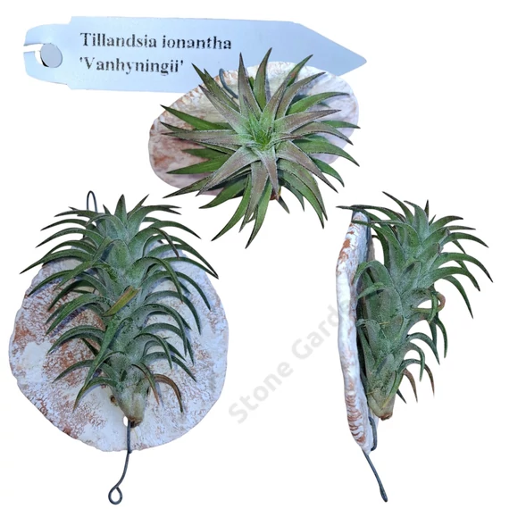 Tillandsia kerámialapra erősítve