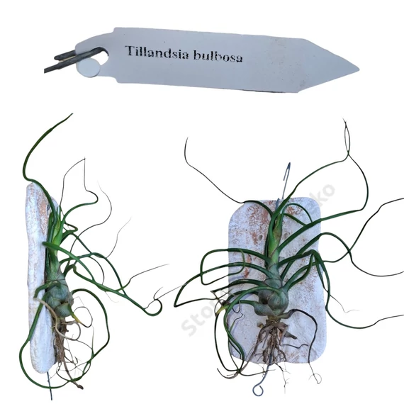 Tillandsia kerámialapra erősítve