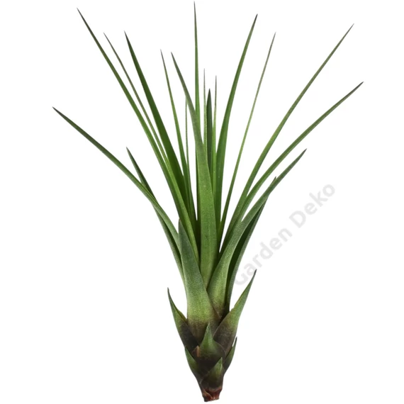 Tillandsia Melanocrater
