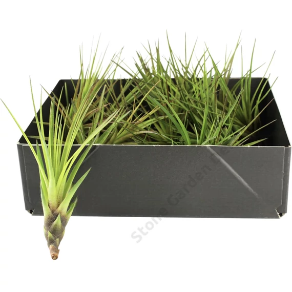 Tillandsia Melanocrater