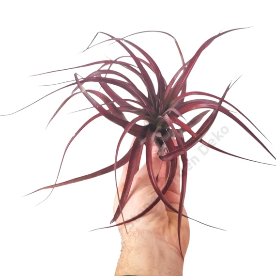 Tillandsia Multiflora Red