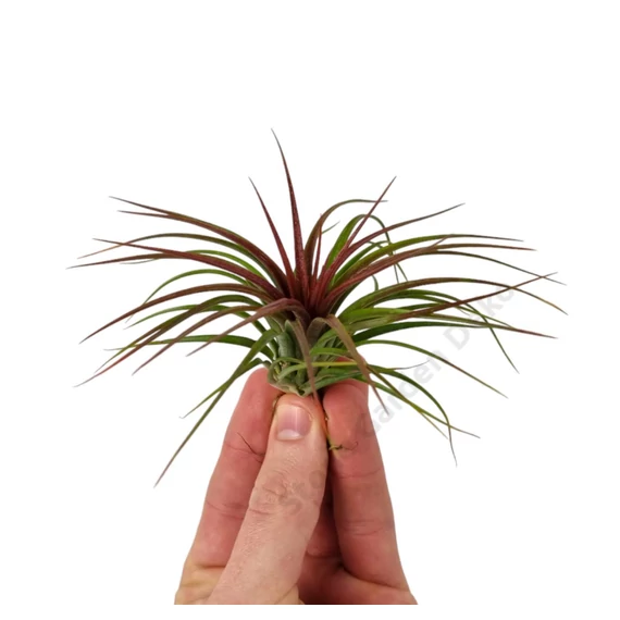 Tillandsia Rainforest Red