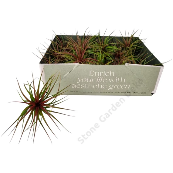 Tillandsia Rainforest Red
