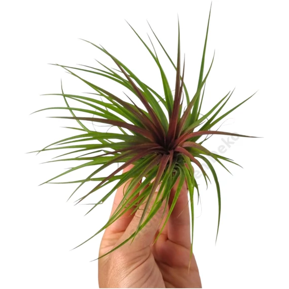 Tillandsia Rainforest Red