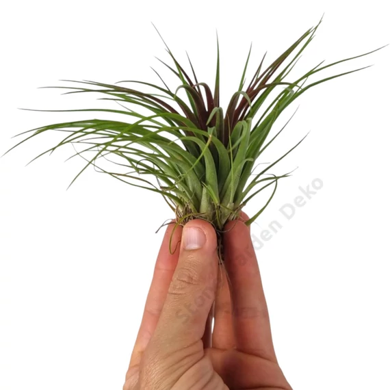 Tillandsia Rainforest Red