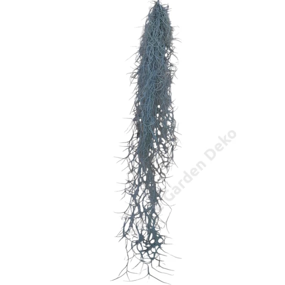 Tillandsia Usneoides