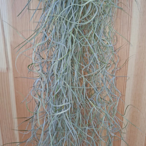 Tillandsia Usneoides