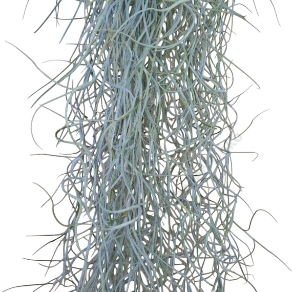 Tillandsia Usneoides
