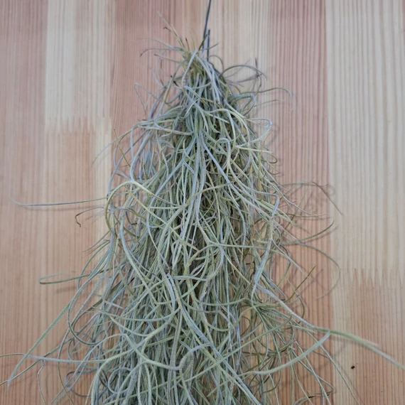 Tillandsia Usneoides