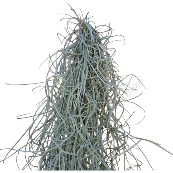 Tillandsia Usneoides