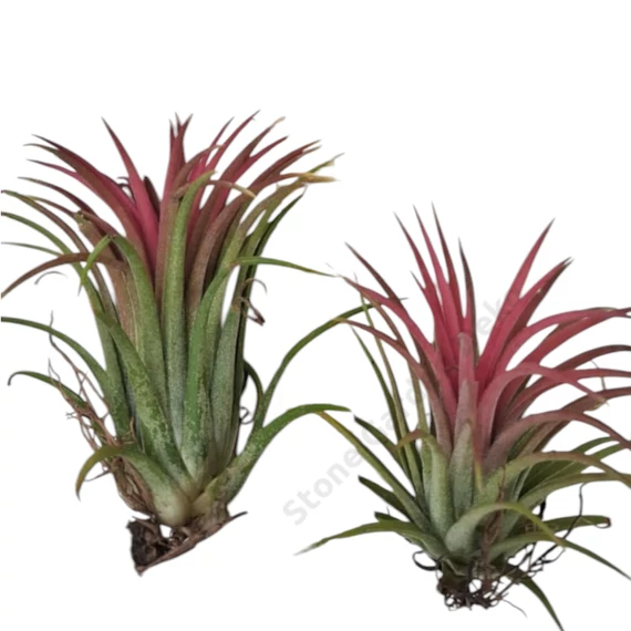 Tillandsia ionantha