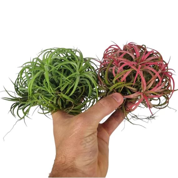 Tillandsia Ionantha Green telep