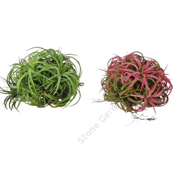 Tillandsia Ionantha Green telep