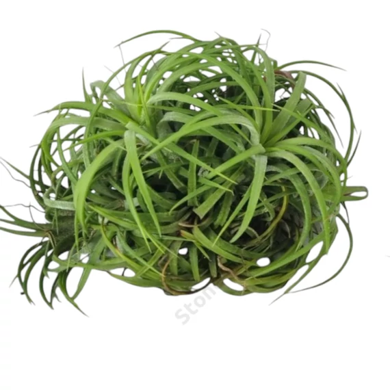 Tillandsia Ionantha Green telep
