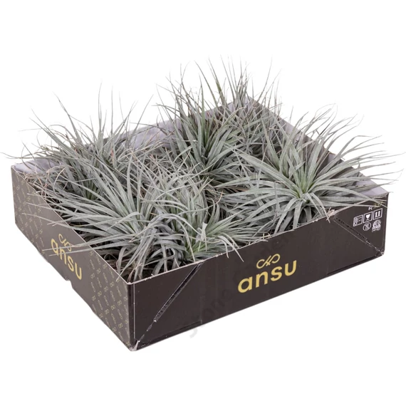 Tillandsia Silver dupla