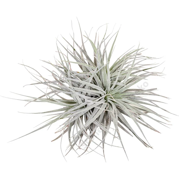 Tillandsia Silver dupla