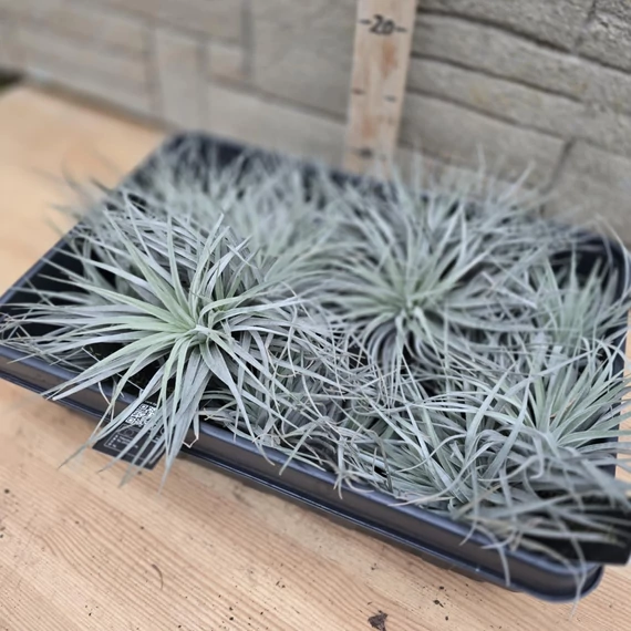 Tillandsia Silver dupla