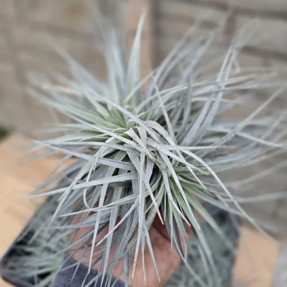 Tillandsia Silver dupla