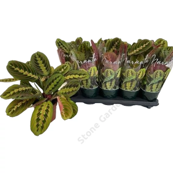 Maranta Fascinator