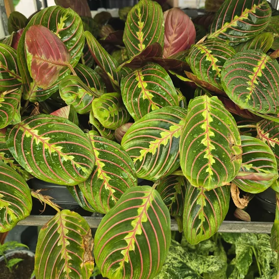 Maranta Fascinator