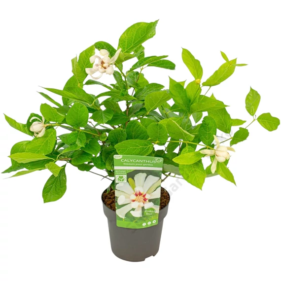 Calycanthus chinensis Venus