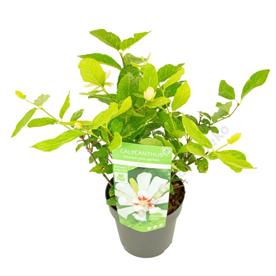 Calycanthus chinensis Venus