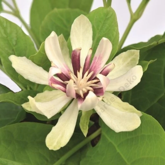 Calycanthus chinensis Venus